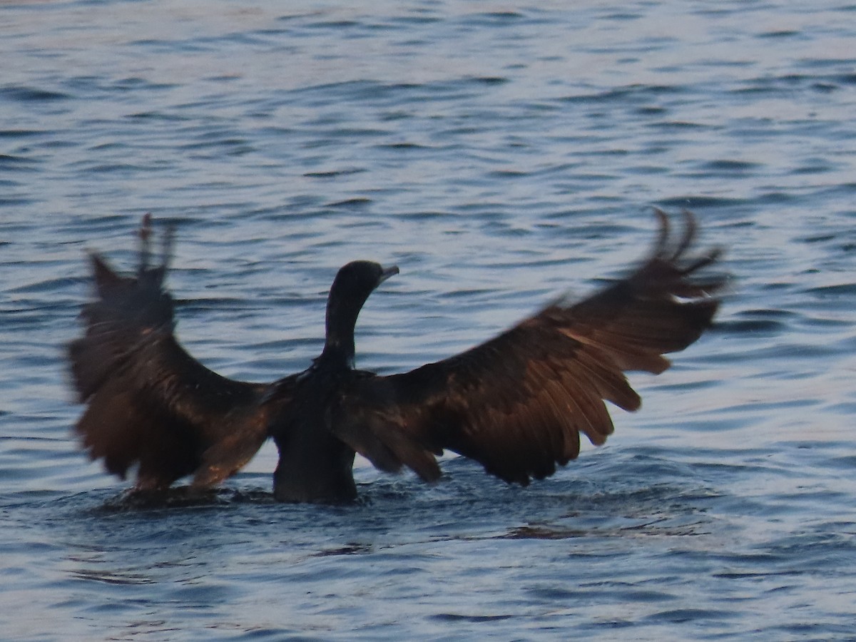 Indian Cormorant - ML646846943