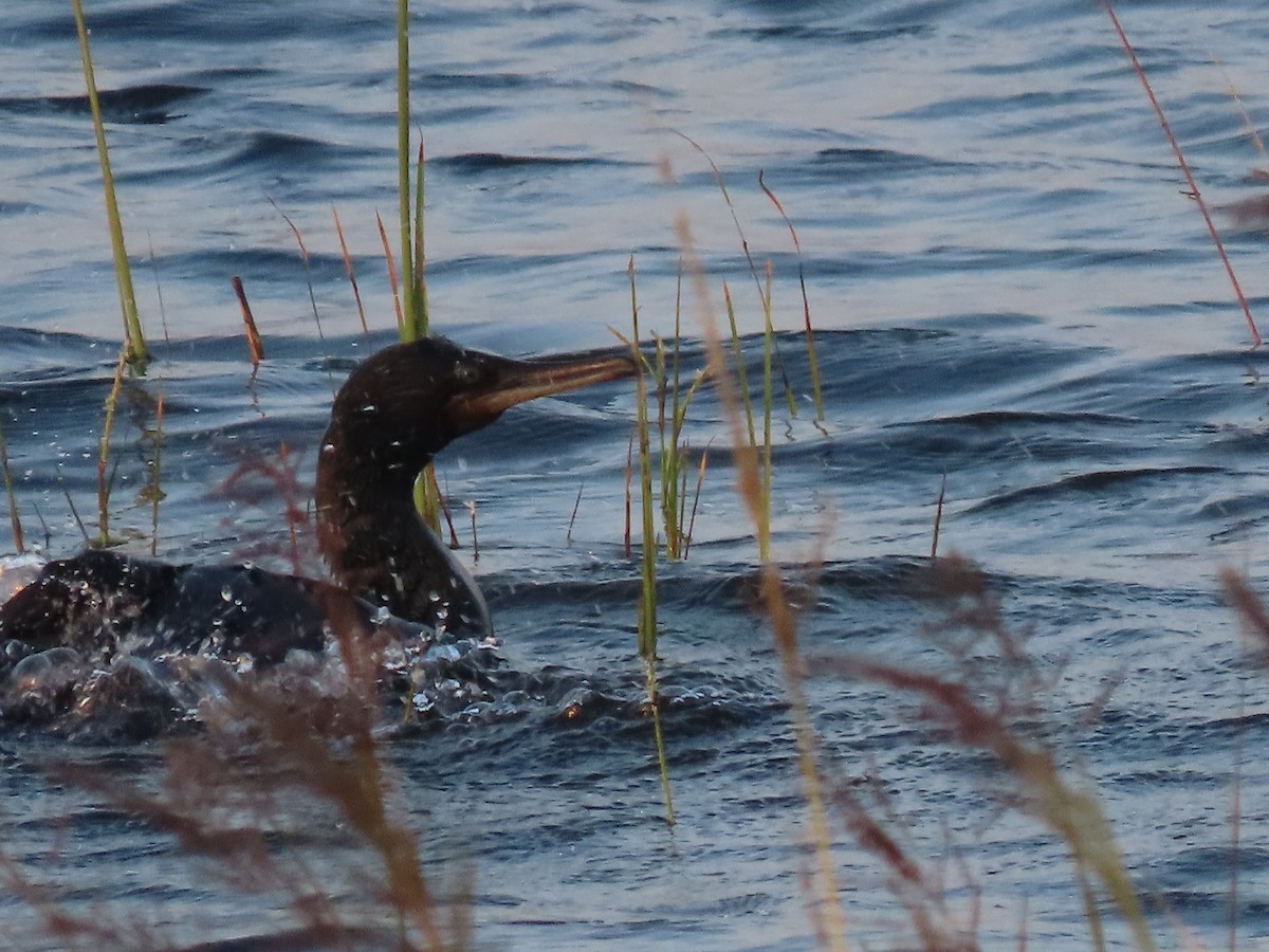 Indian Cormorant - ML646846944