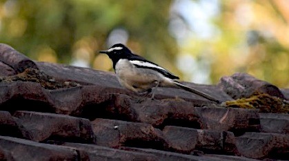 konipas indický - ML646846946