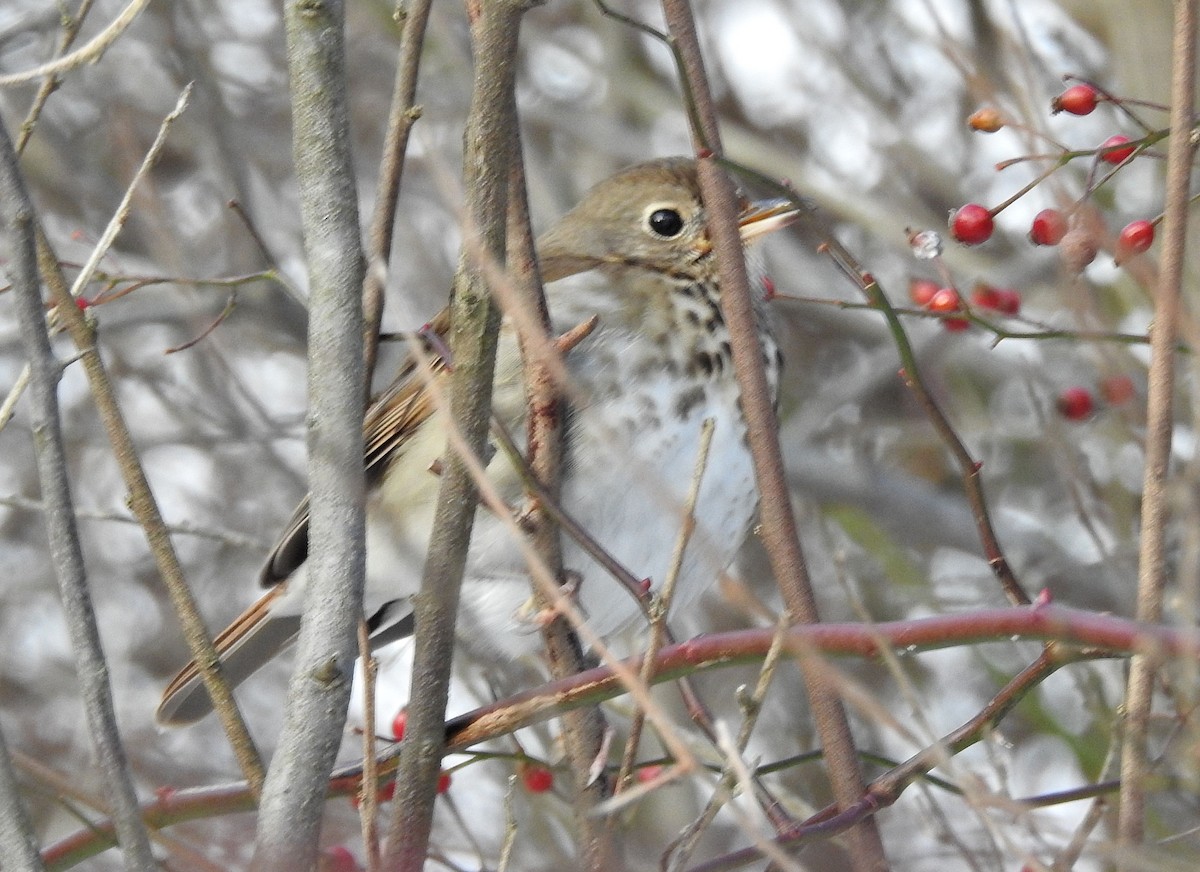 Münzevi Bülbül Ardıcı - ML646846948