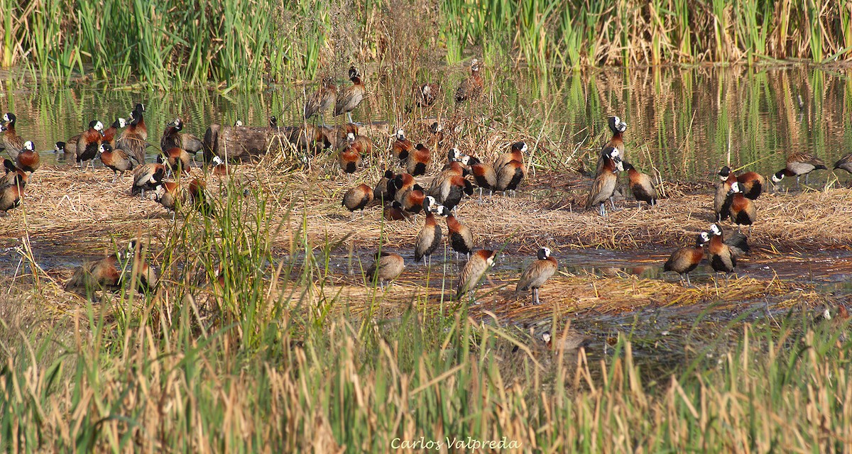 Dendrocigna facciabianca - ML646846950