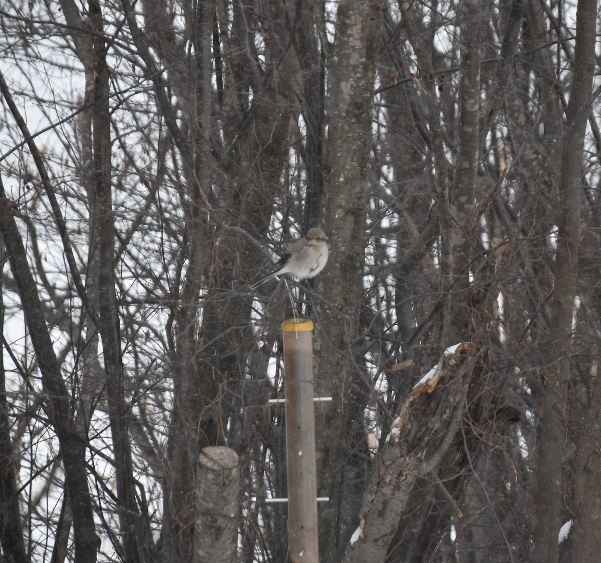 Northern Shrike - ML646846951