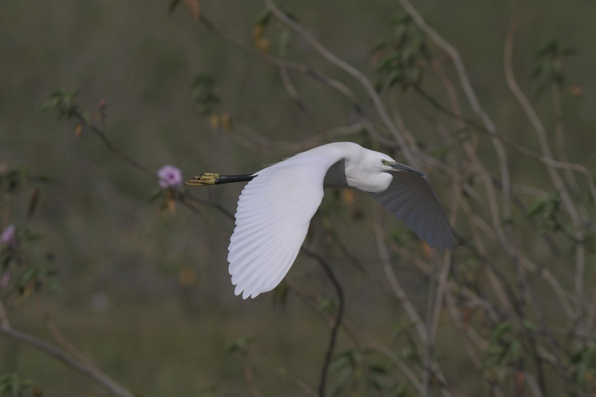 Little Egret - ML646846952