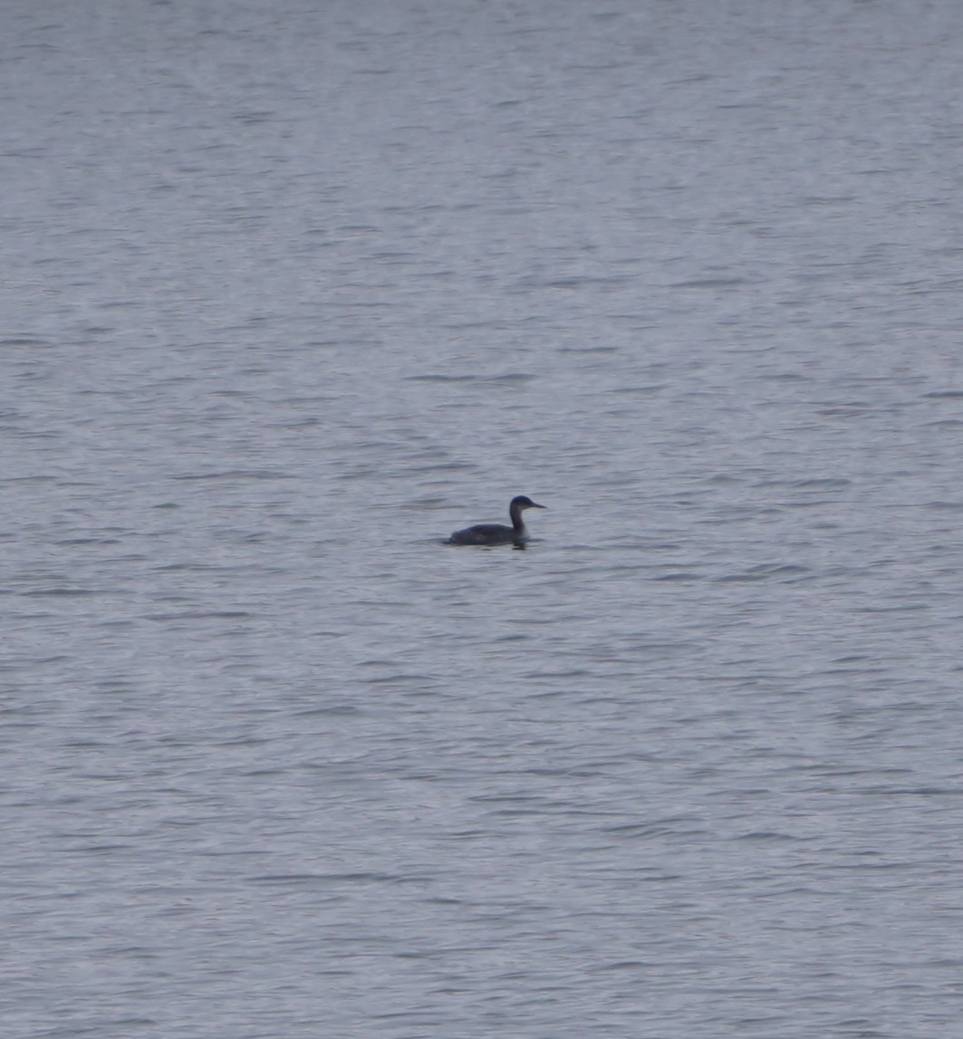 Пірникоза сірощока - ML646846954