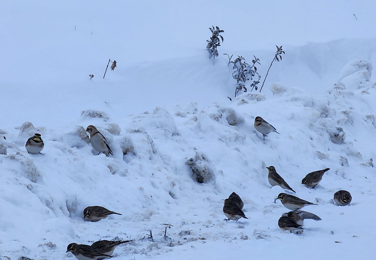 Snow Bunting - ML646846960