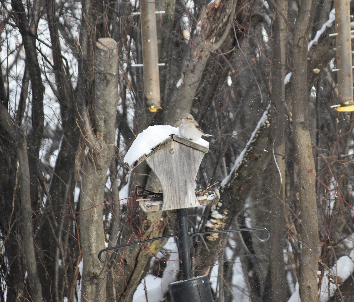 Northern Shrike - ML646846962