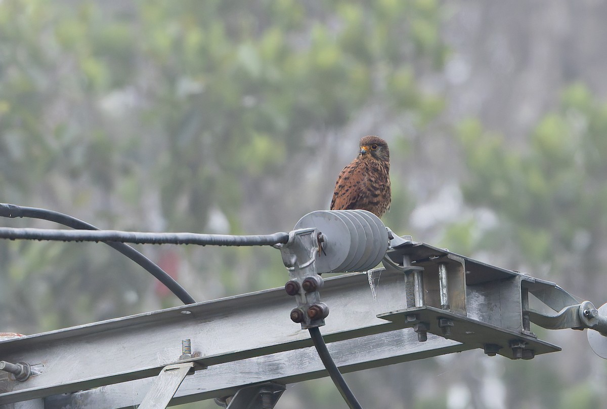 Spotted Kestrel - ML646846970