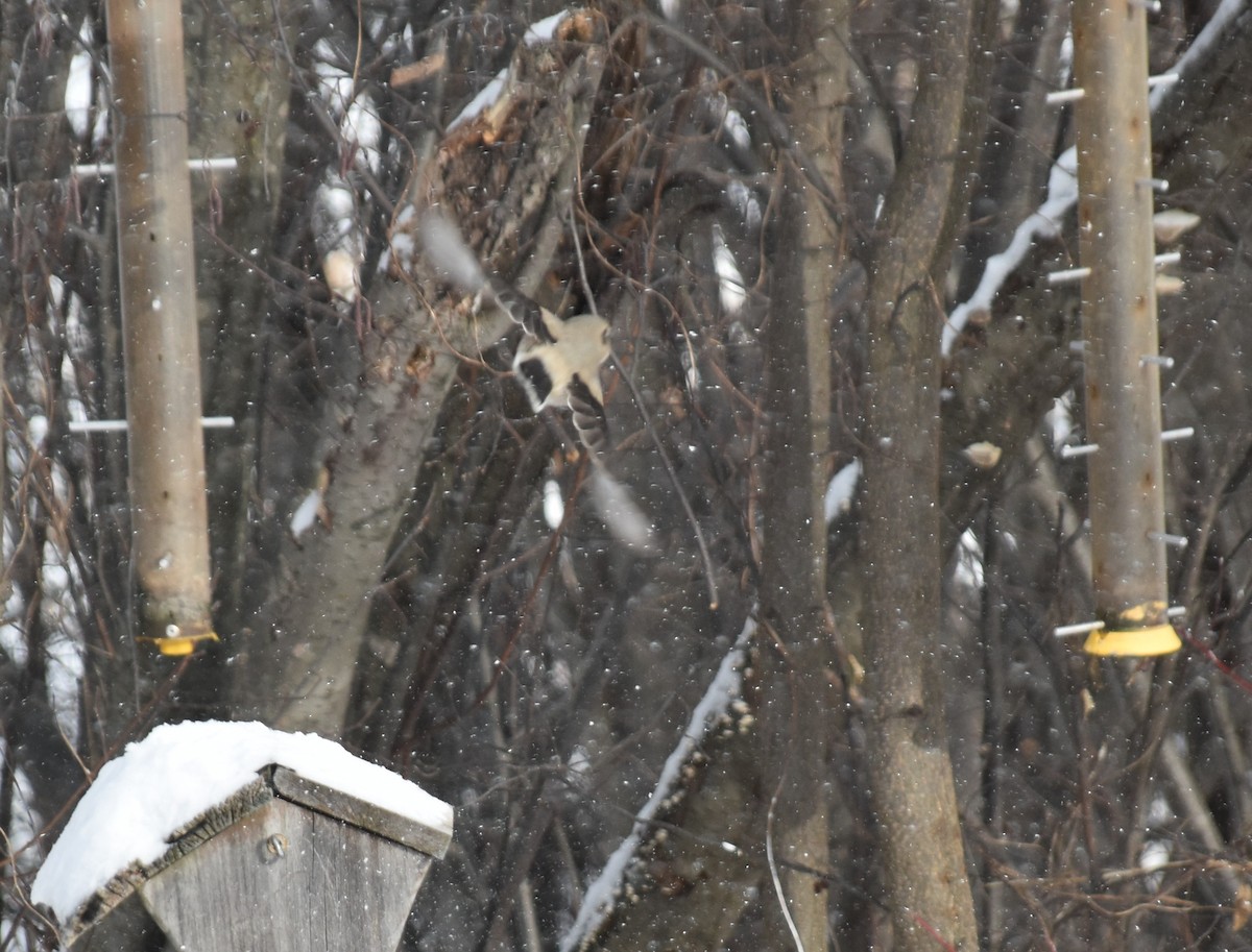 Northern Shrike - ML646846987