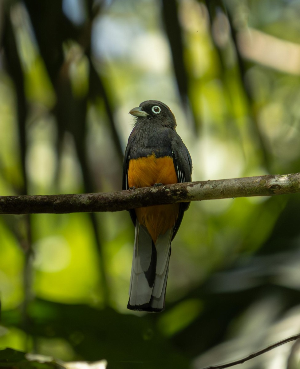 White-tailed Trogon - ML646846997