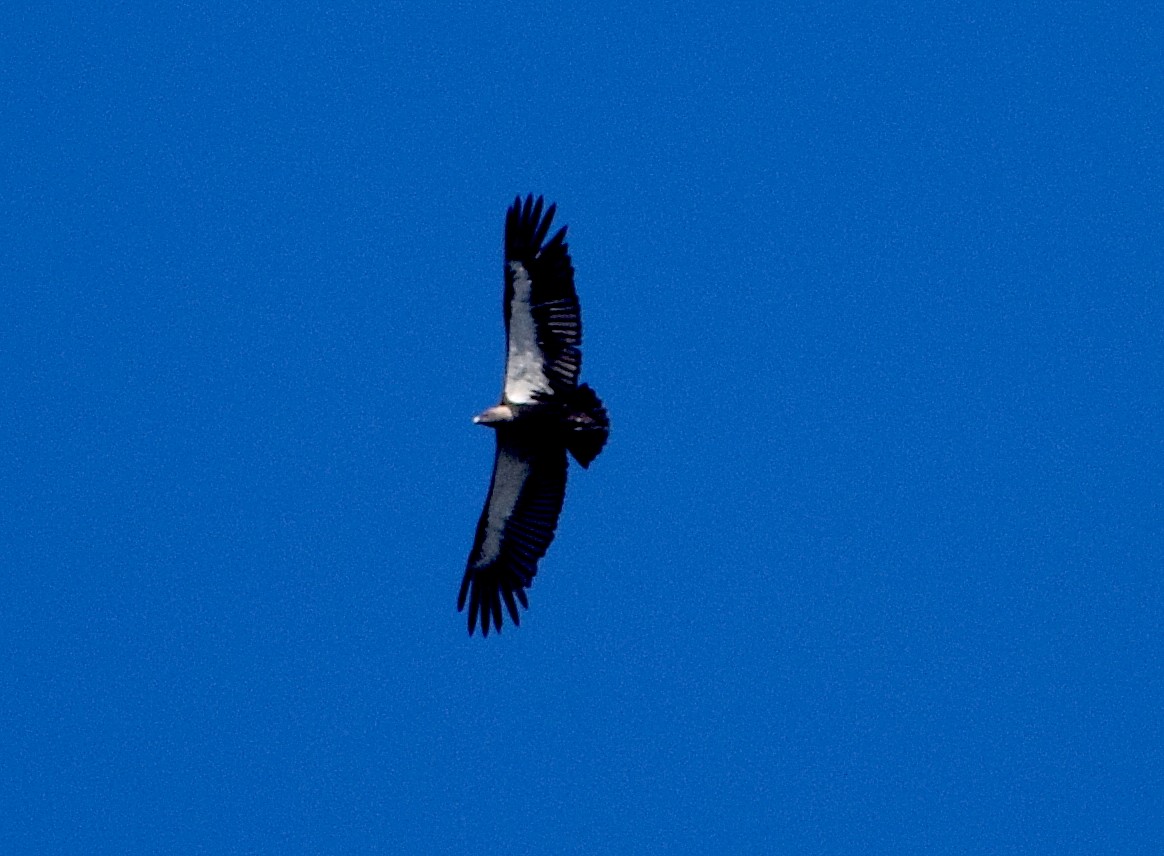 White-rumped Vulture - ML646847003