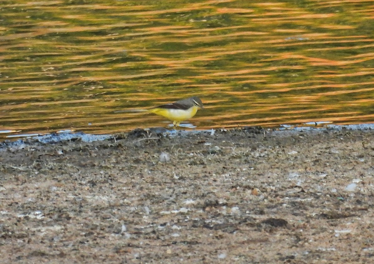 Bergeronnette des ruisseaux - ML646847006