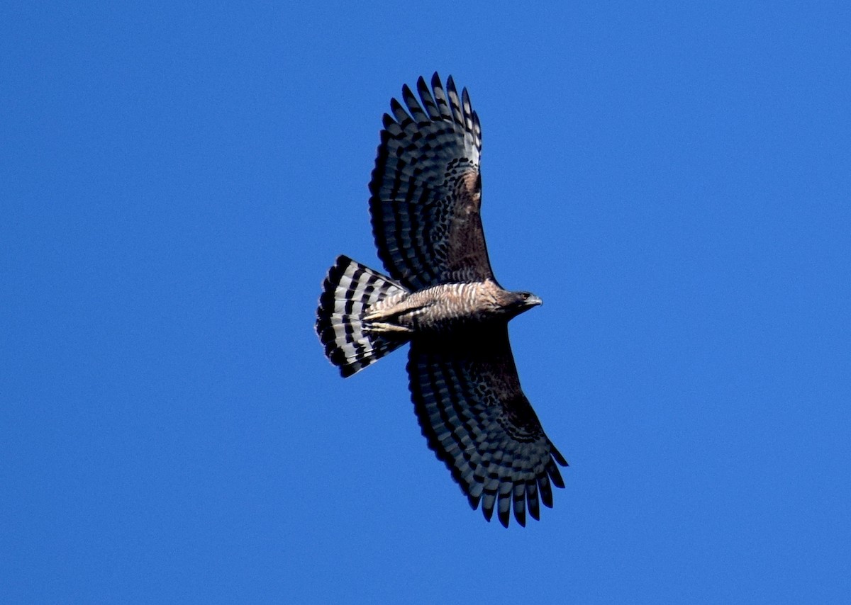 orel srílanský - ML646847008