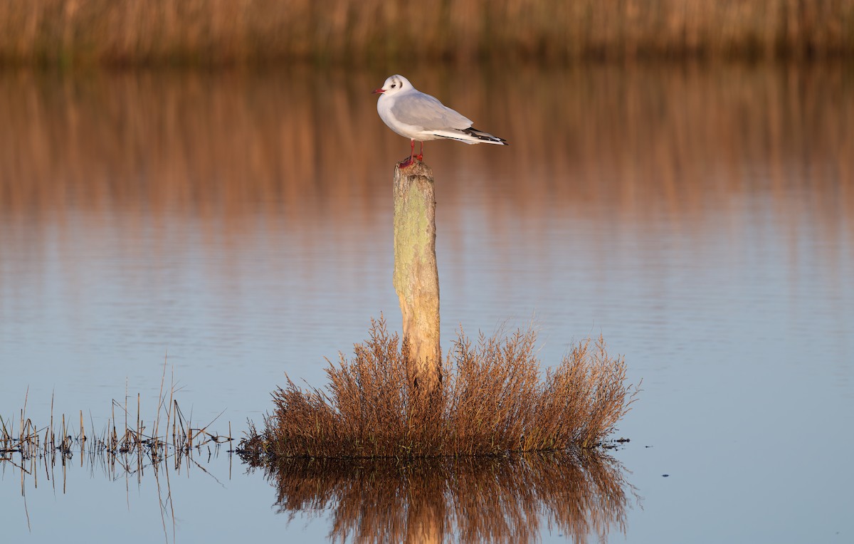 Black-headed Gull - ML646847010