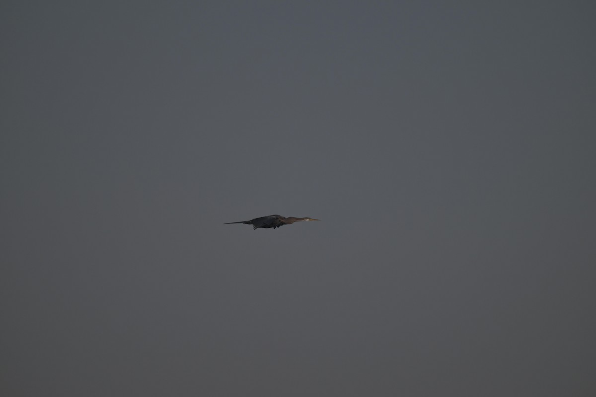 Oriental Darter - ML646847011