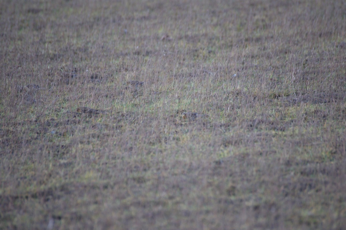 キバシヒワ - ML646847012