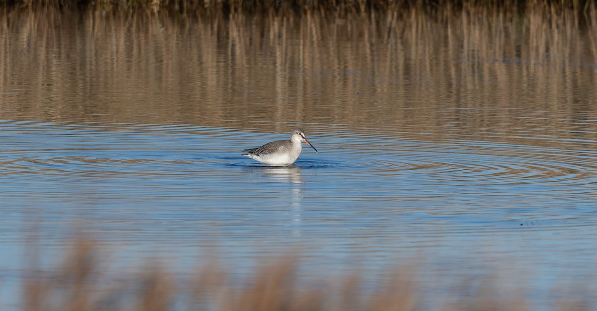 鶴鷸 - ML646847013