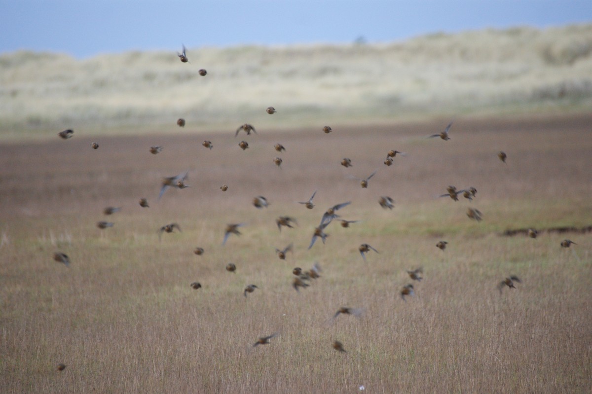 キバシヒワ - ML646847026