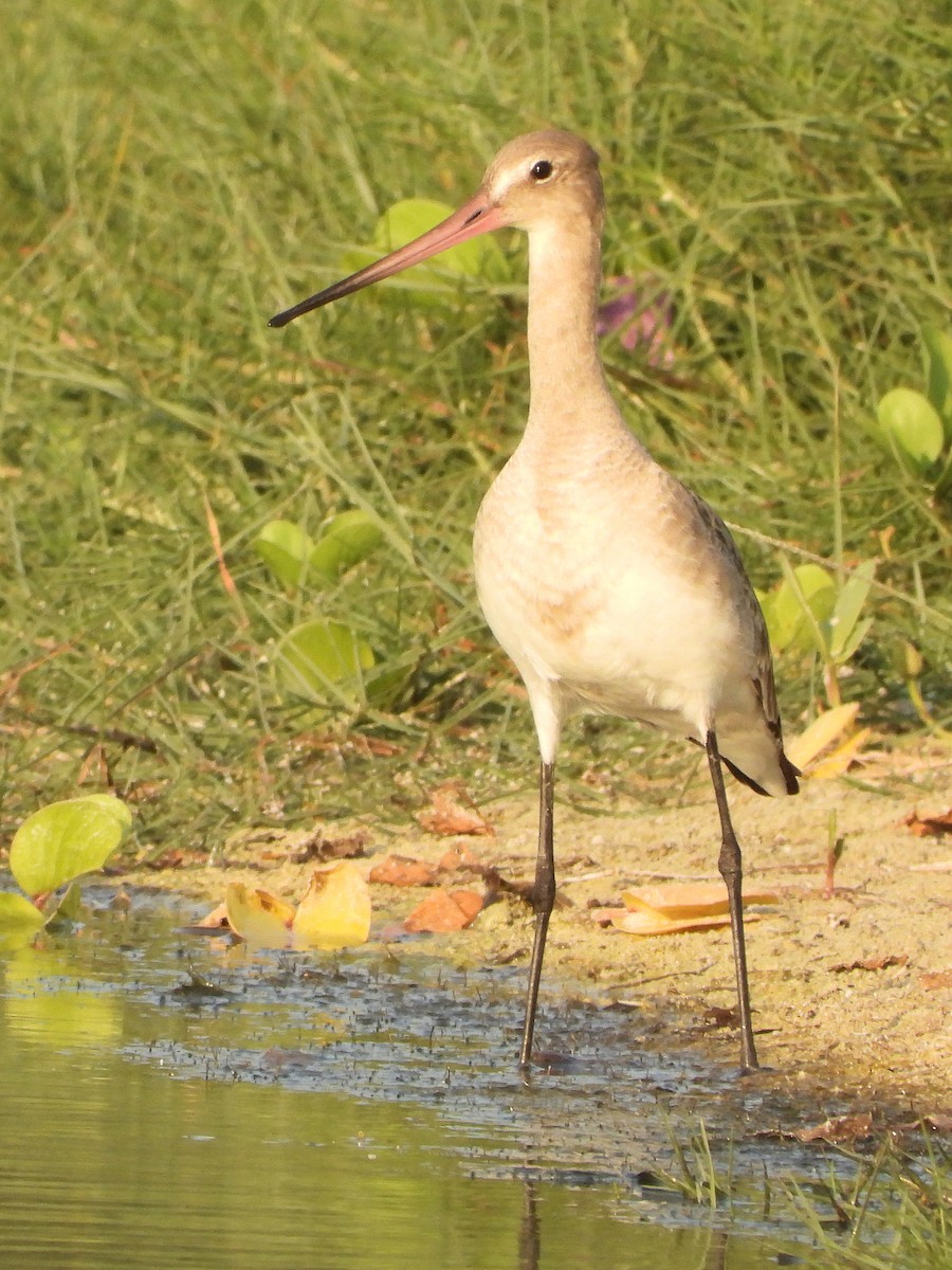 Black-tailed Godwit - ML646847027