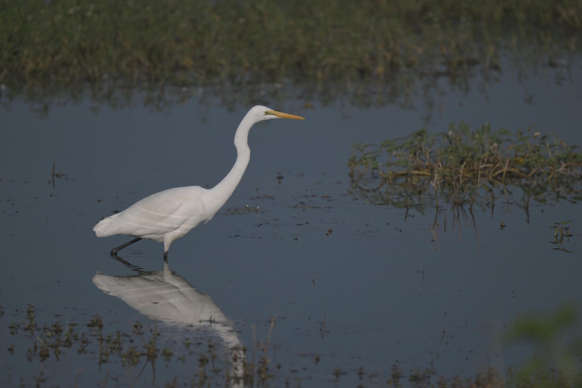 Great Egret - ML646847028