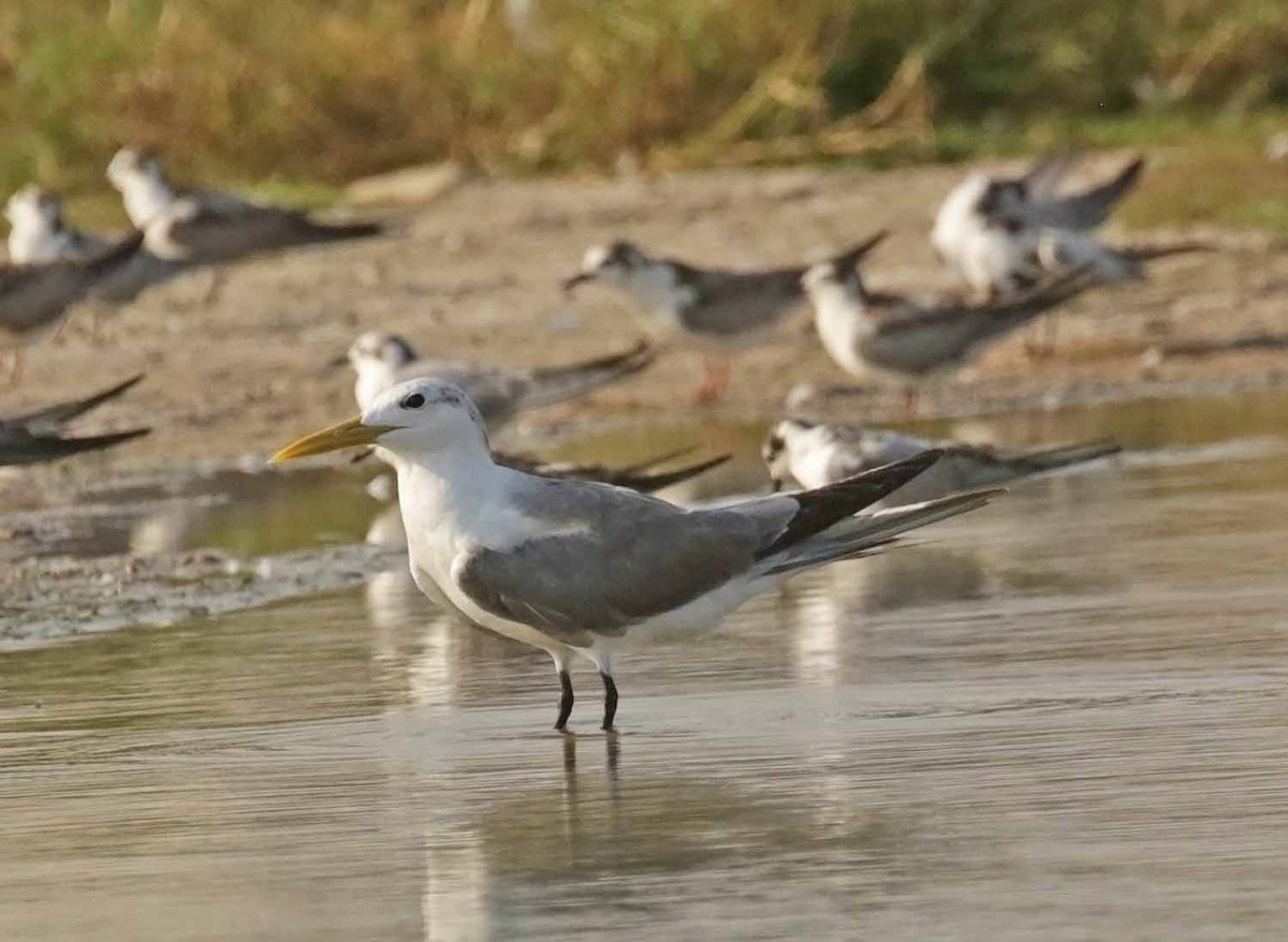 Tepeli Büyük Sumru - ML646847033