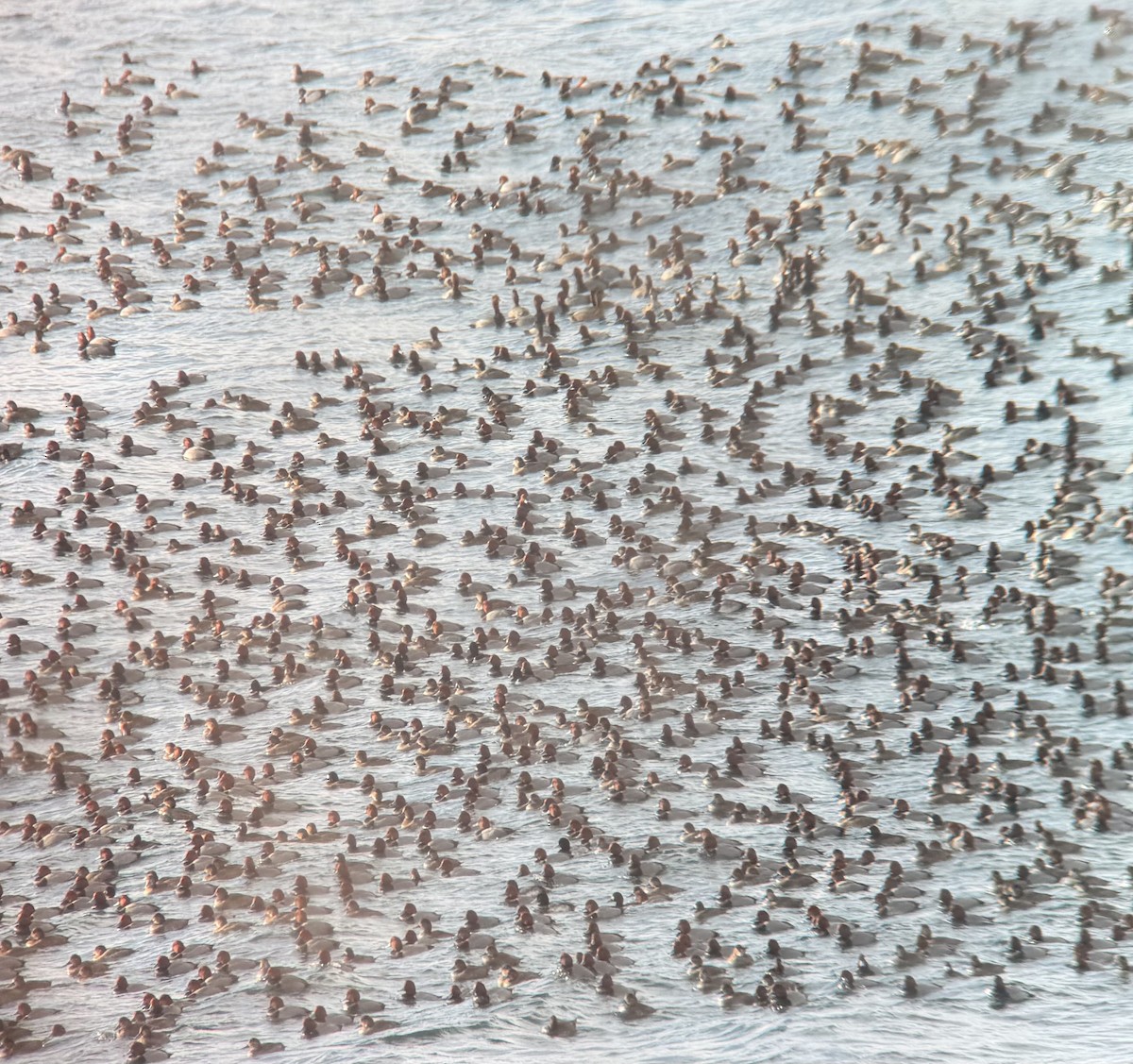 Porrón Americano - ML646847039