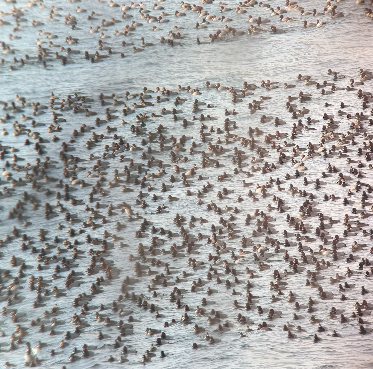 Porrón Americano - ML646847040