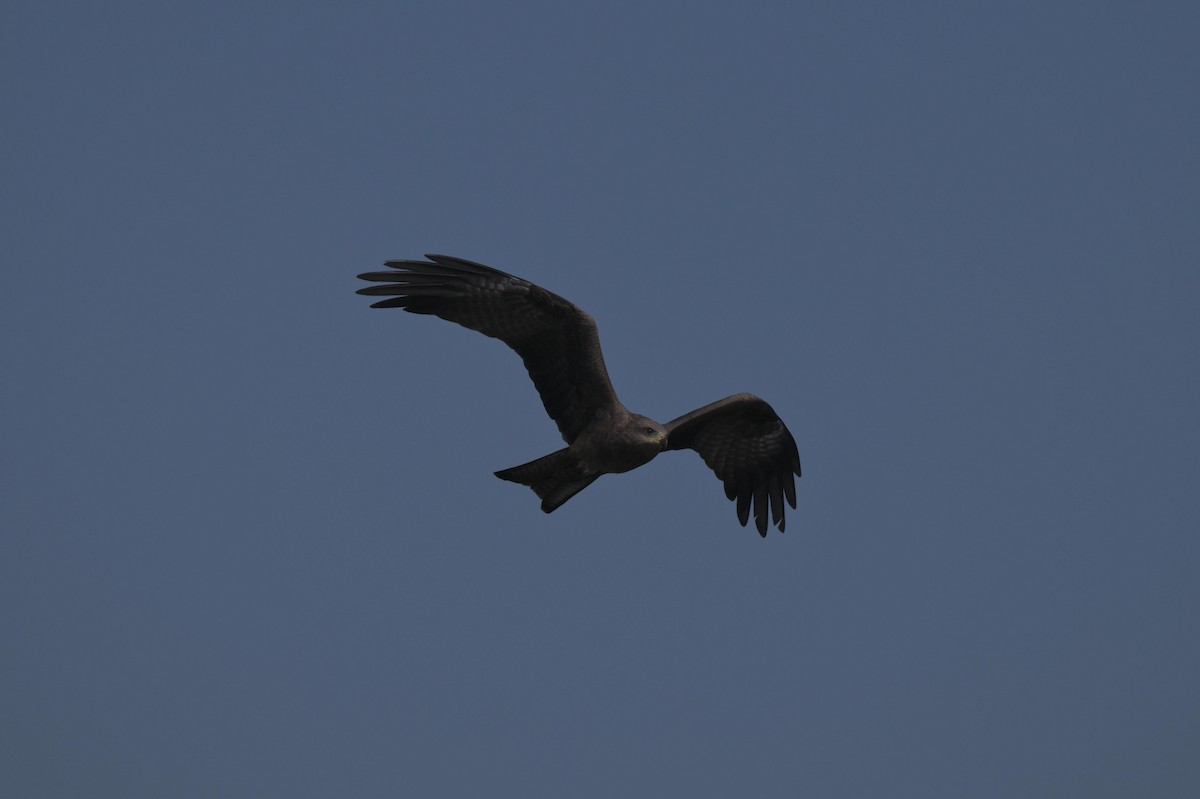Black Kite - ML646847041