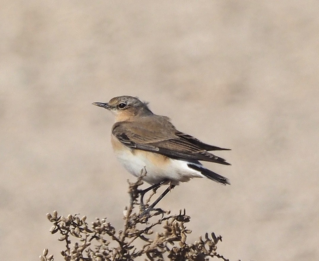 穗䳭 - ML646847044