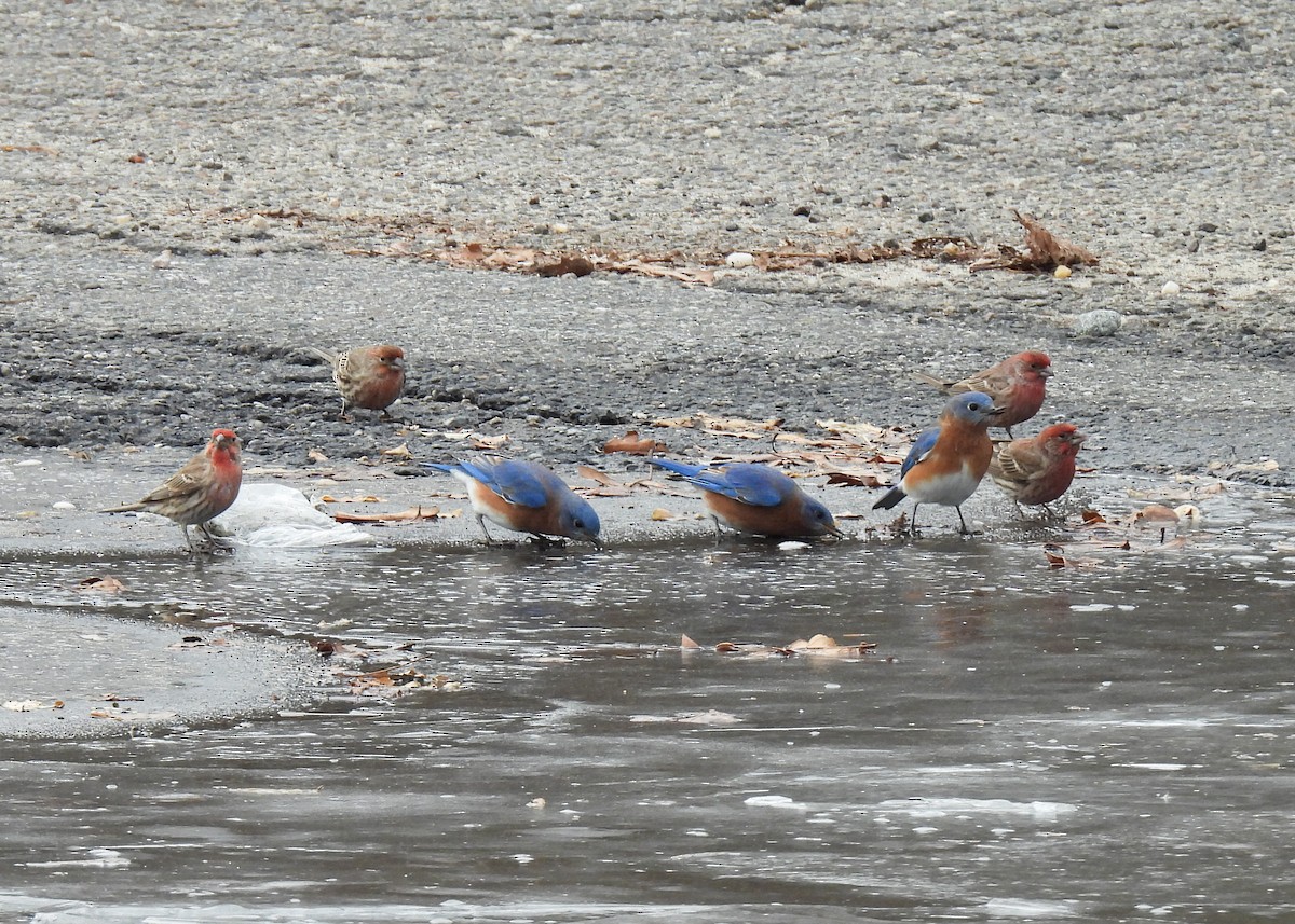 Мексиканская чечевица - ML646847045