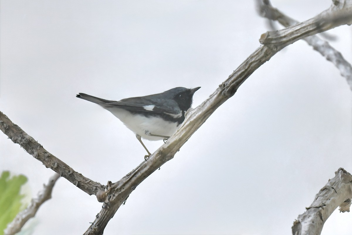 Black-throated Blue Warbler - ML646847050