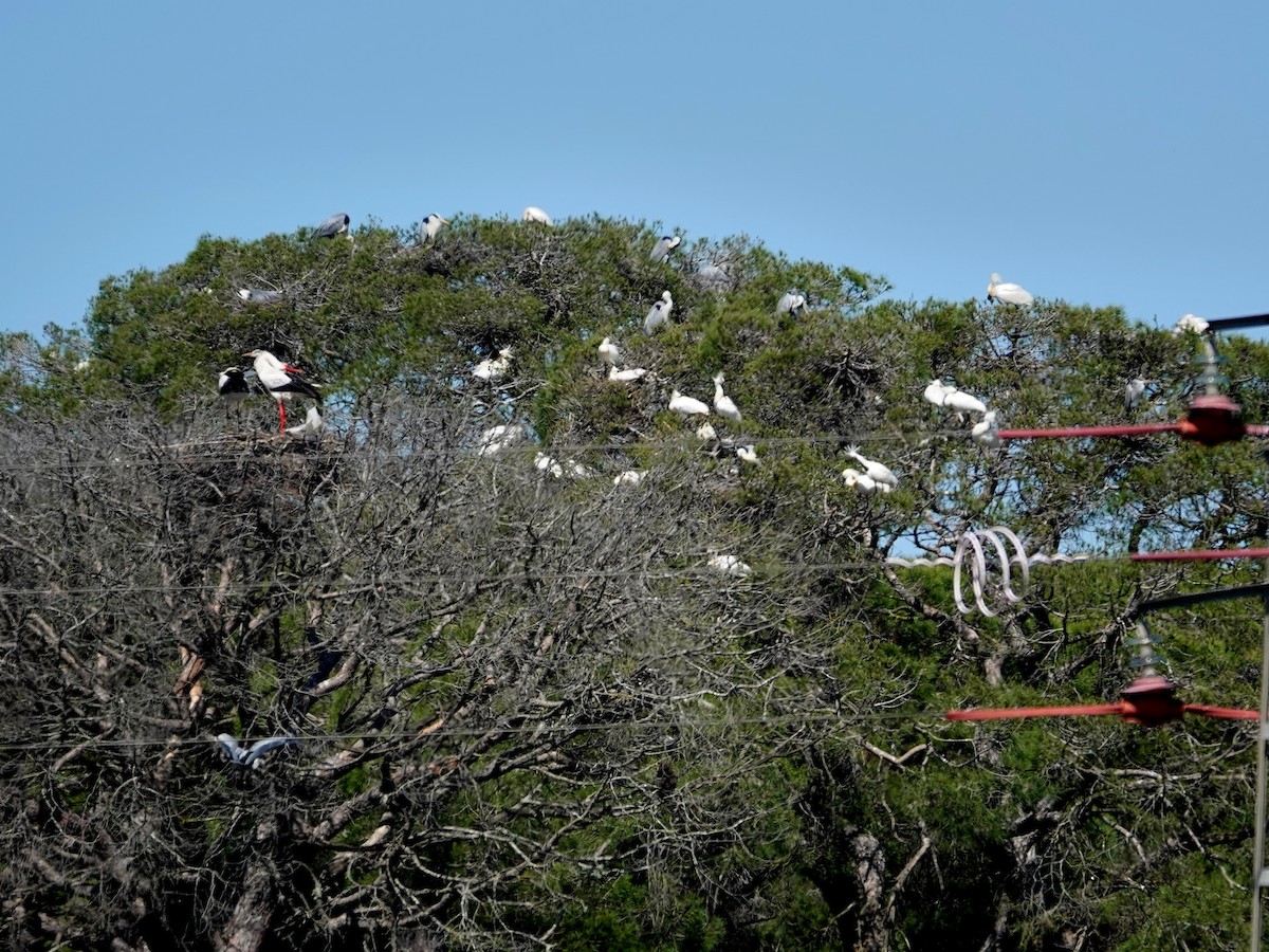 Eurasian Spoonbill - ML646847051