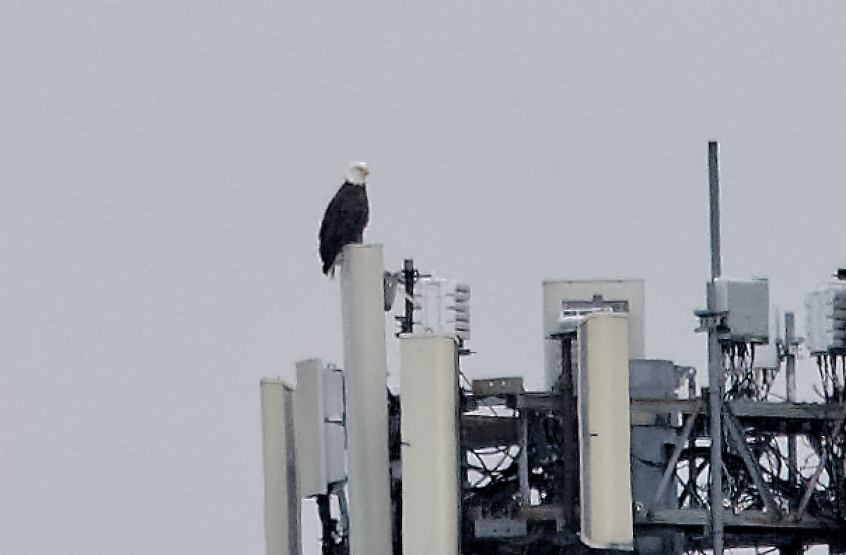 Bald Eagle - ML646847052