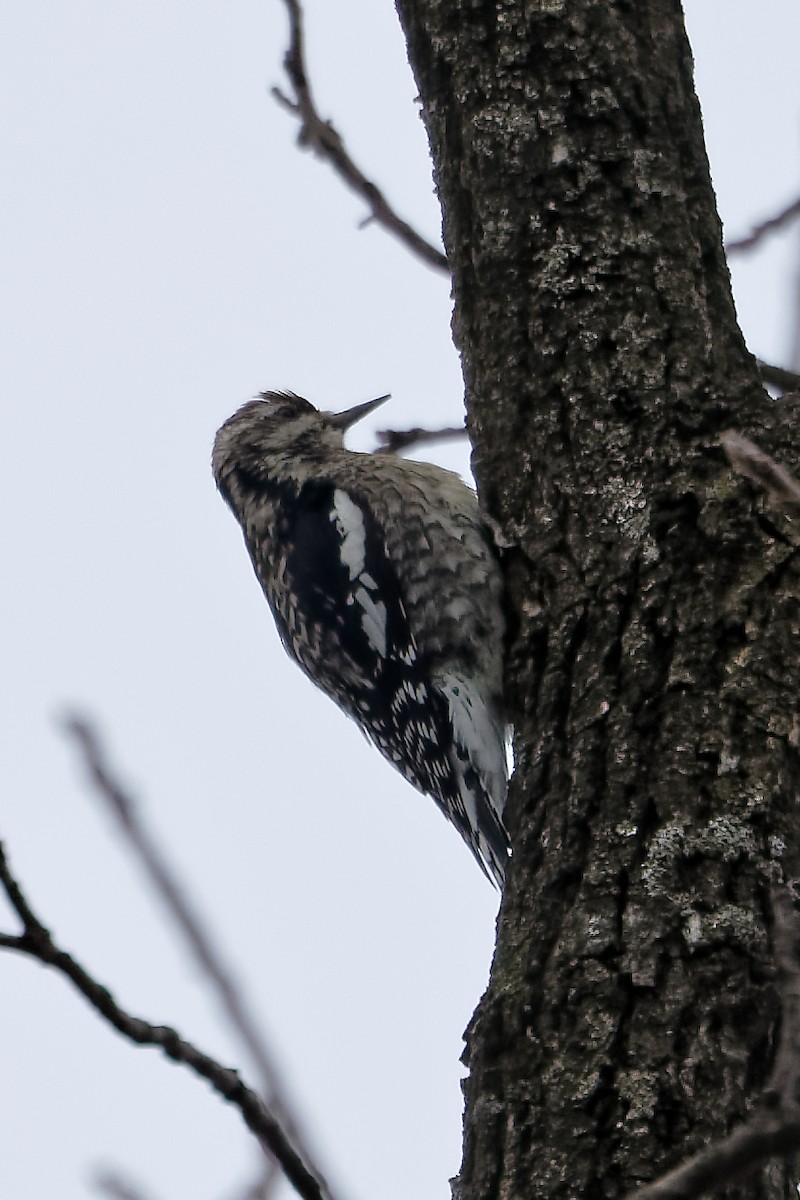 Yellow-bellied Sapsucker - ML646847056