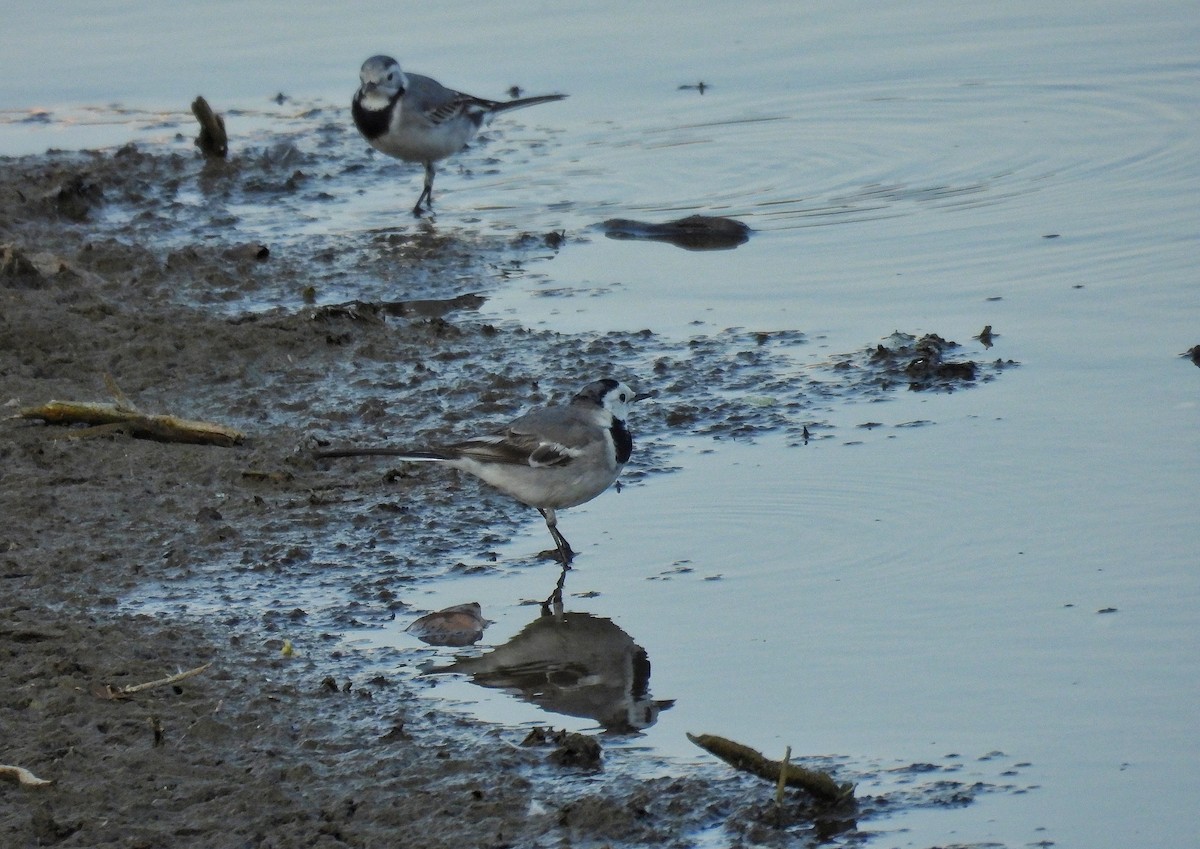 Bergeronnette grise - ML646847057