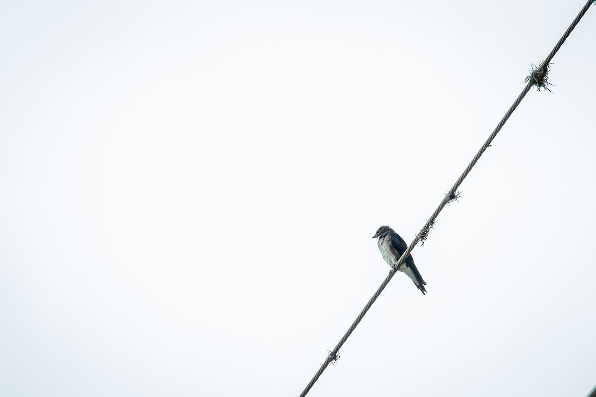 Gri Göğüslü Kırlangıç - ML646847058