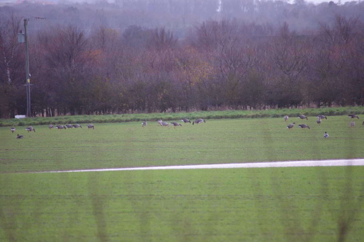 Oie cendrée - ML646847061