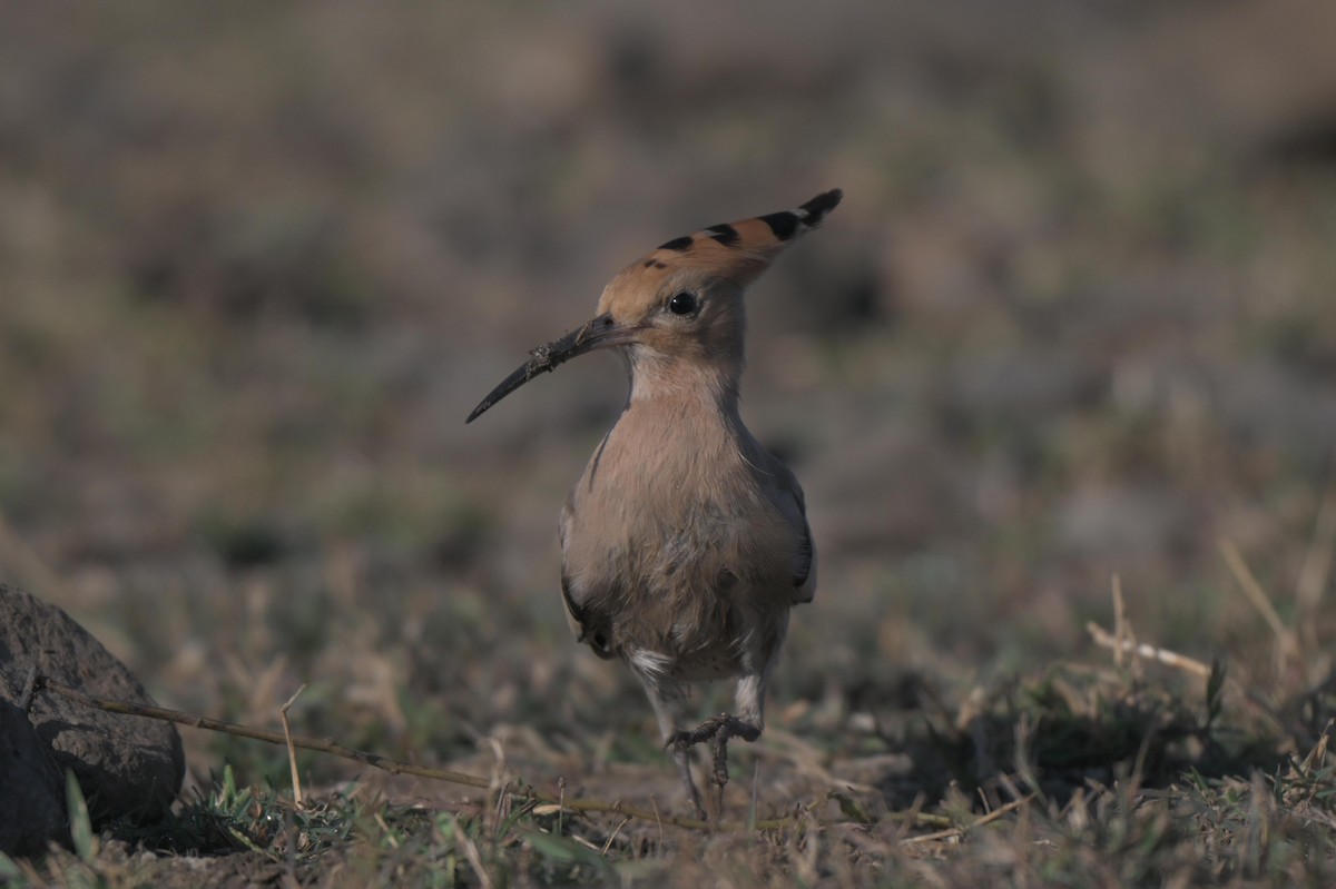 Common Hoopoe - ML646847062