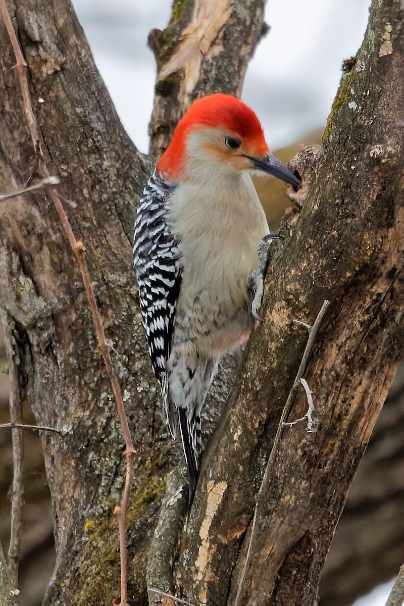 Red-bellied Woodpecker - ML646847063