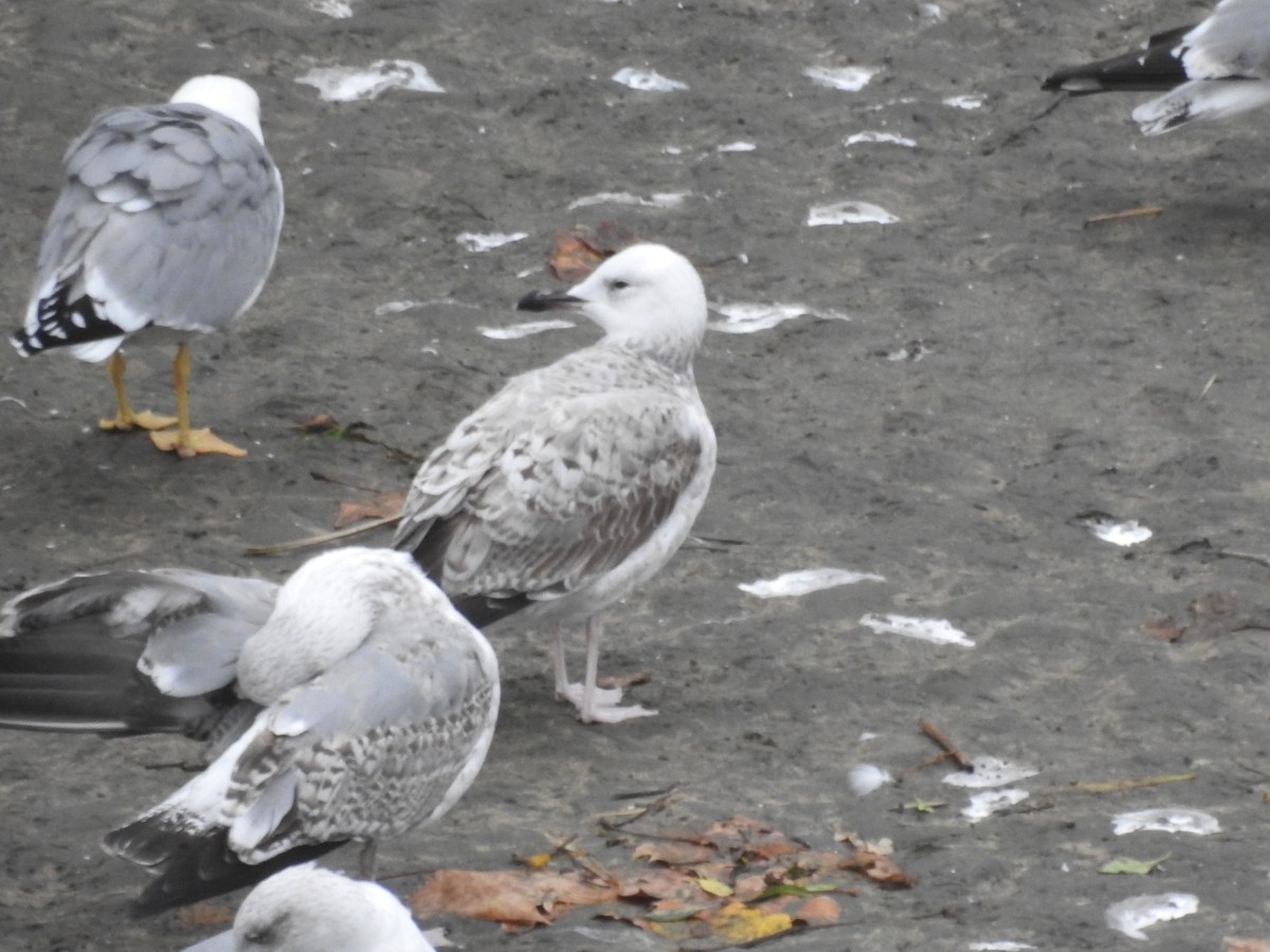 Caspian Gull - ML646847065