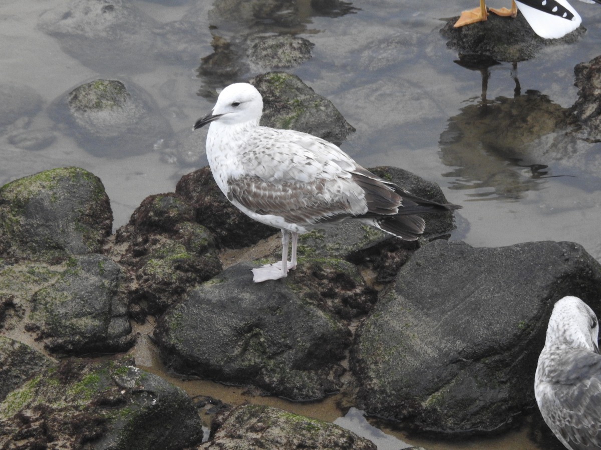 Caspian Gull - ML646847066