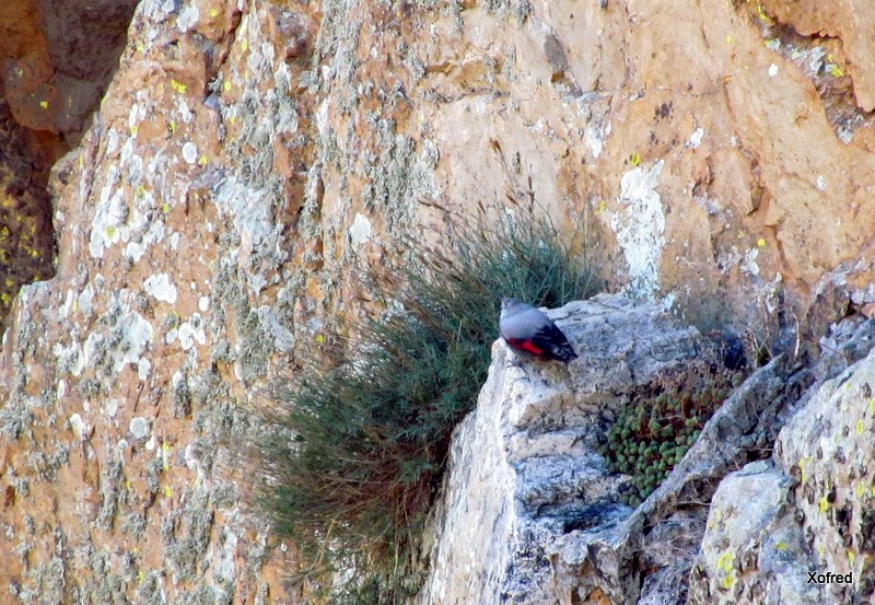 Wallcreeper - ML646847069