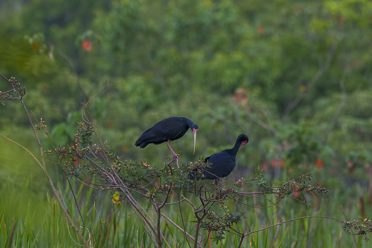 Ibis Afeitado - ML646847071