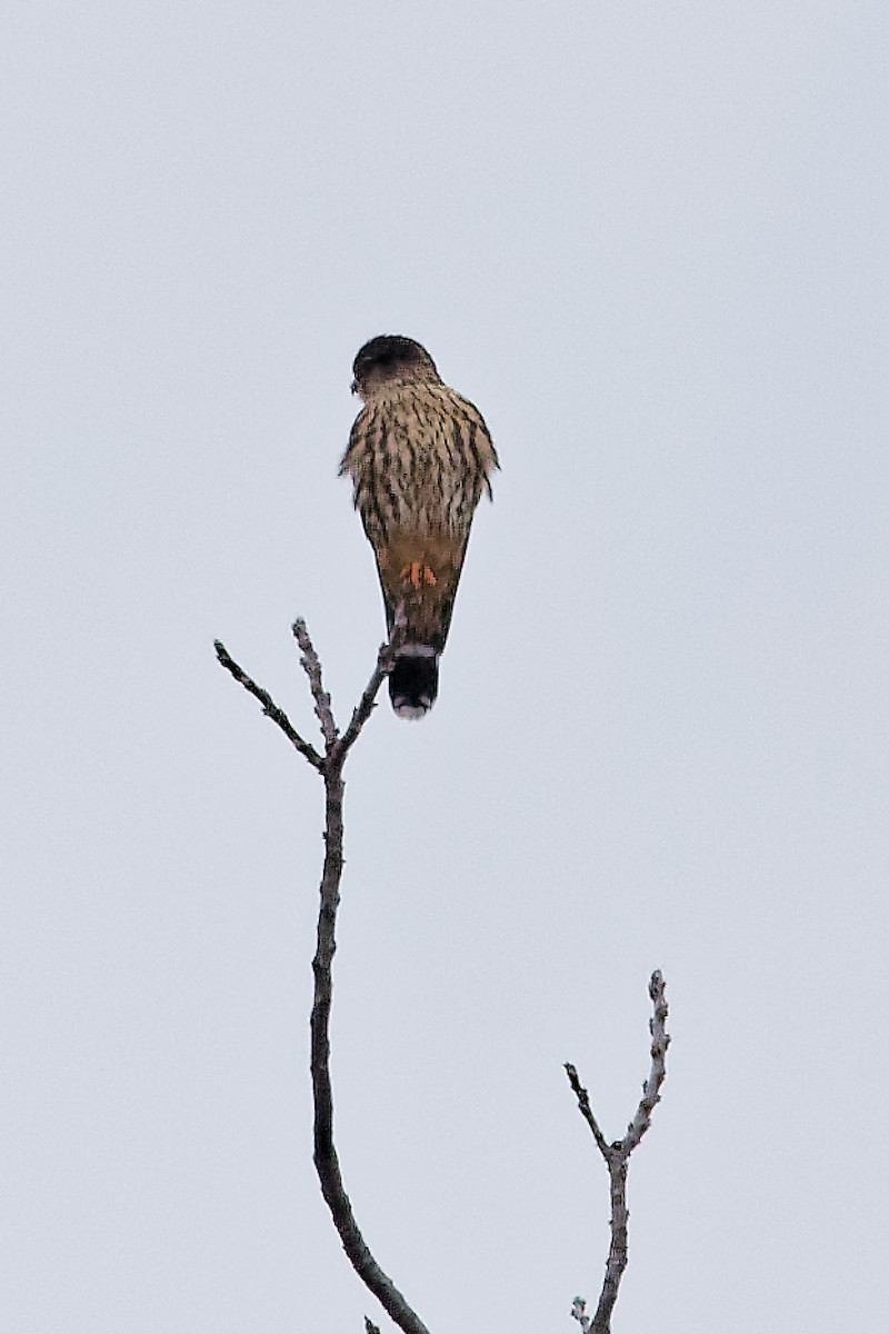 Merlin - ML646847072