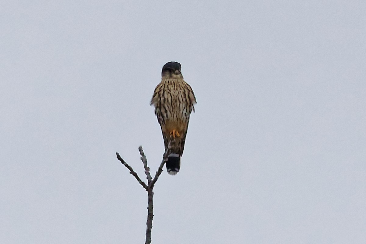 Merlin - ML646847073