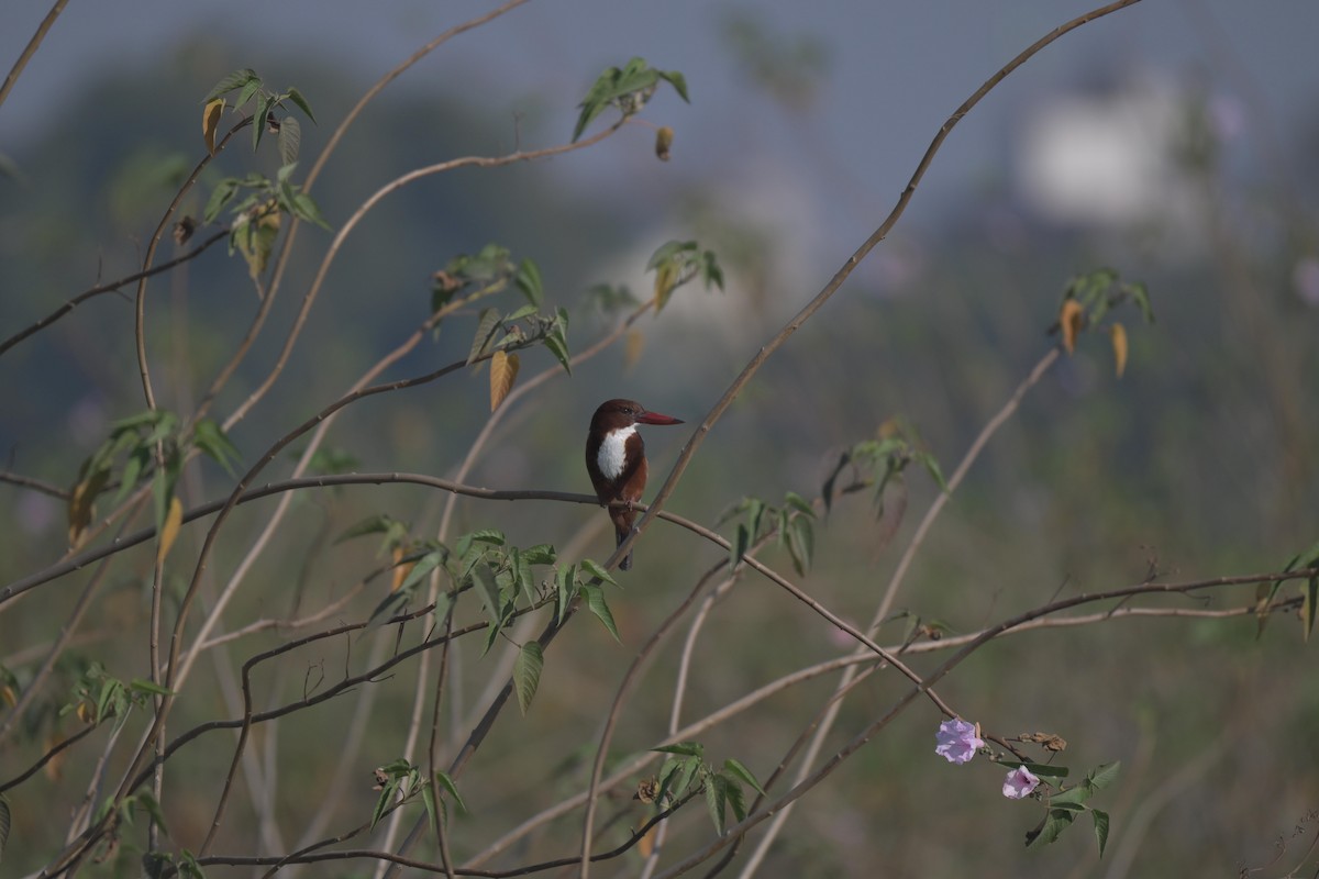 White-throated Kingfisher - ML646847077