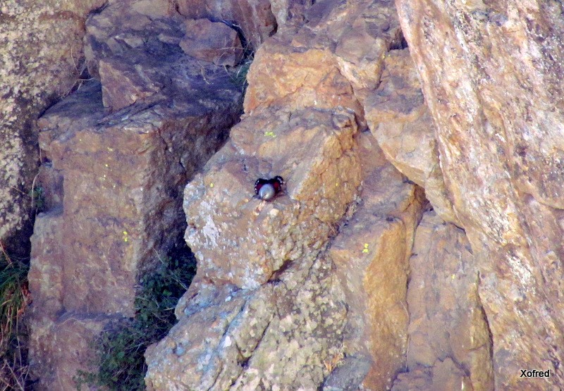 Wallcreeper - ML646847081