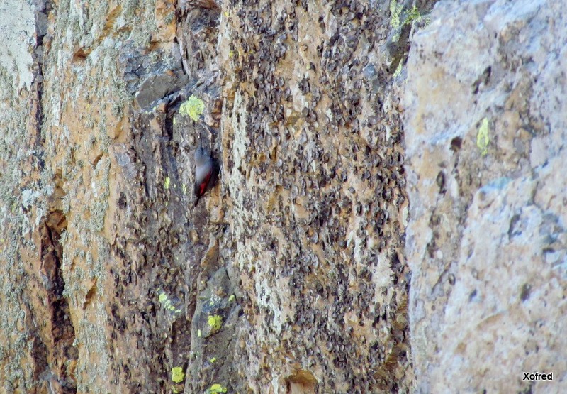 Wallcreeper - ML646847082