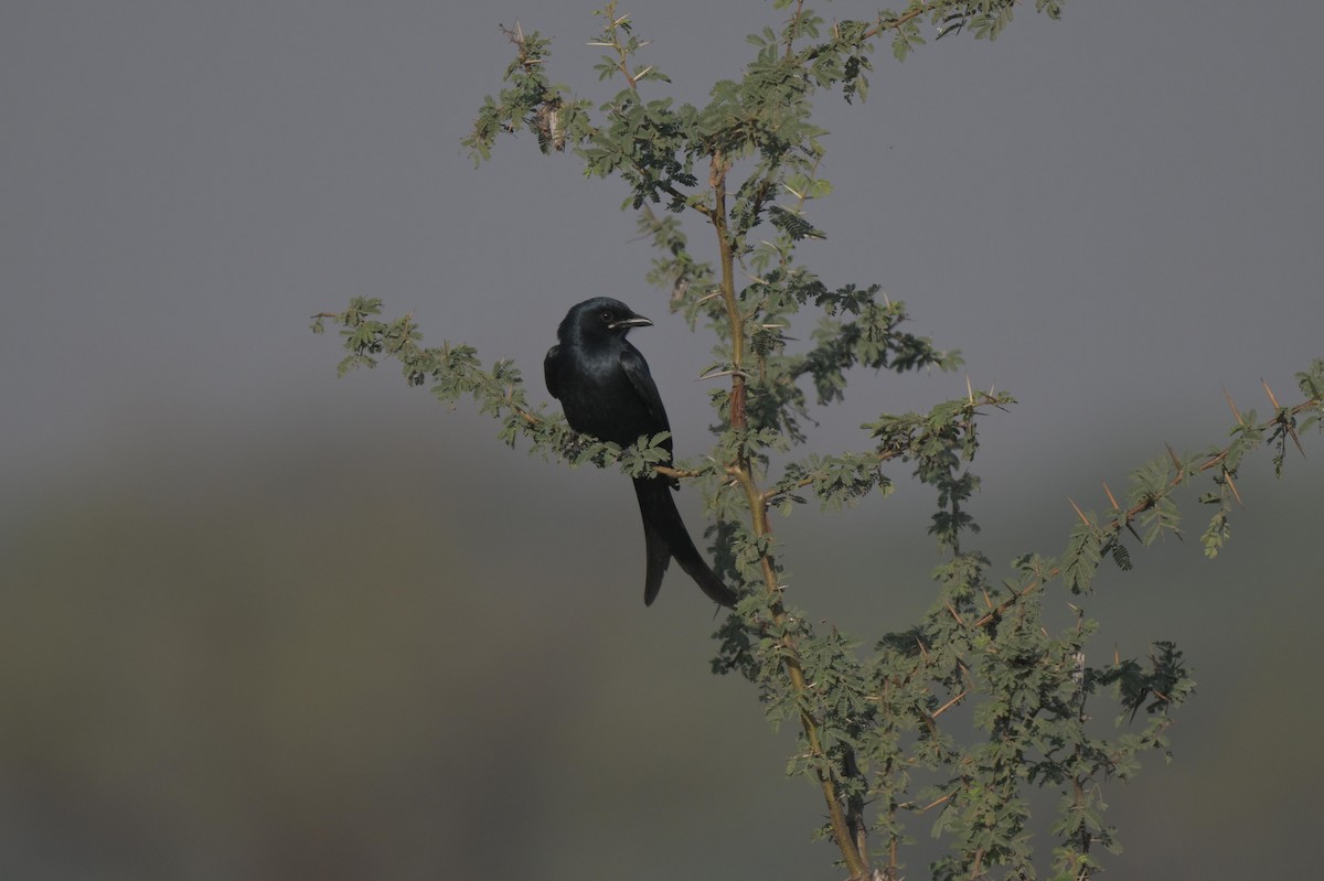 Black Drongo - ML646847093