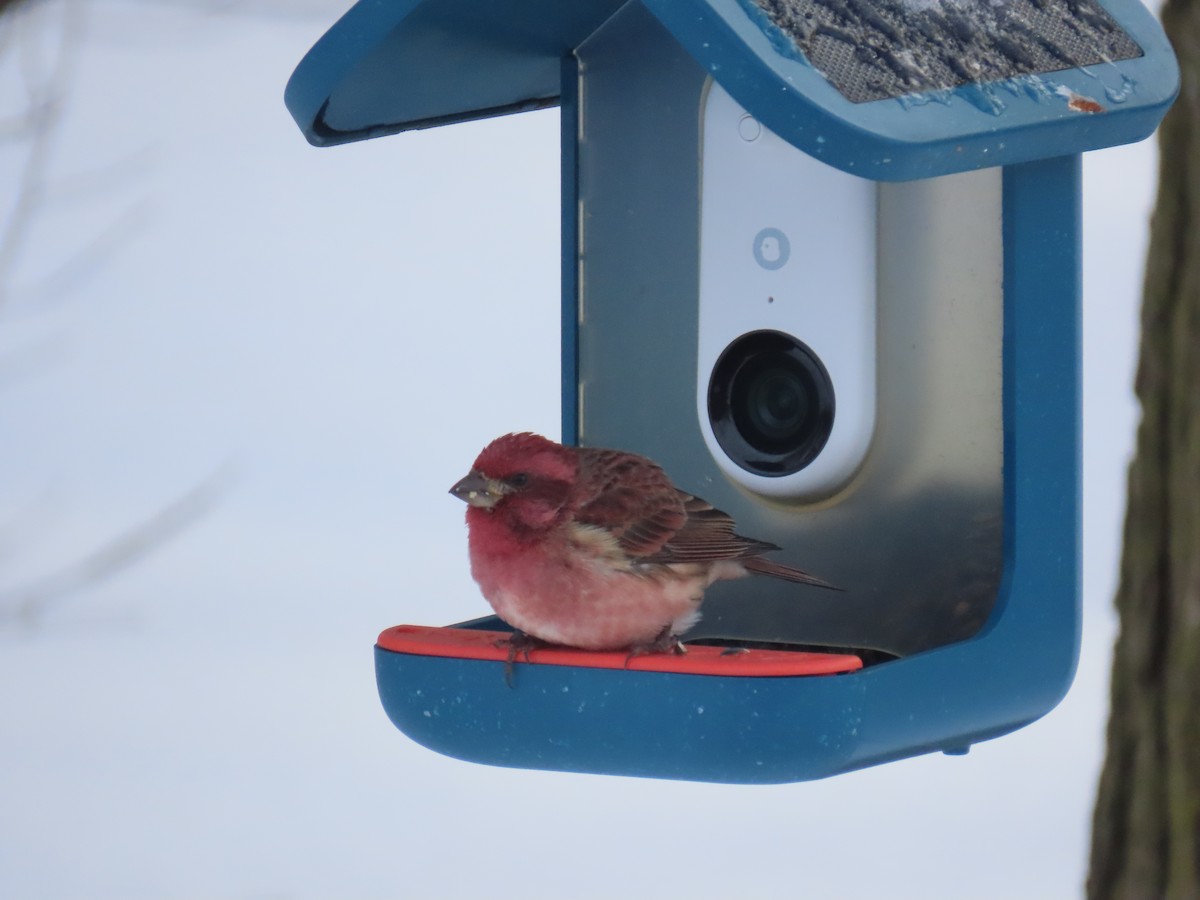 Purple Finch - ML646847094