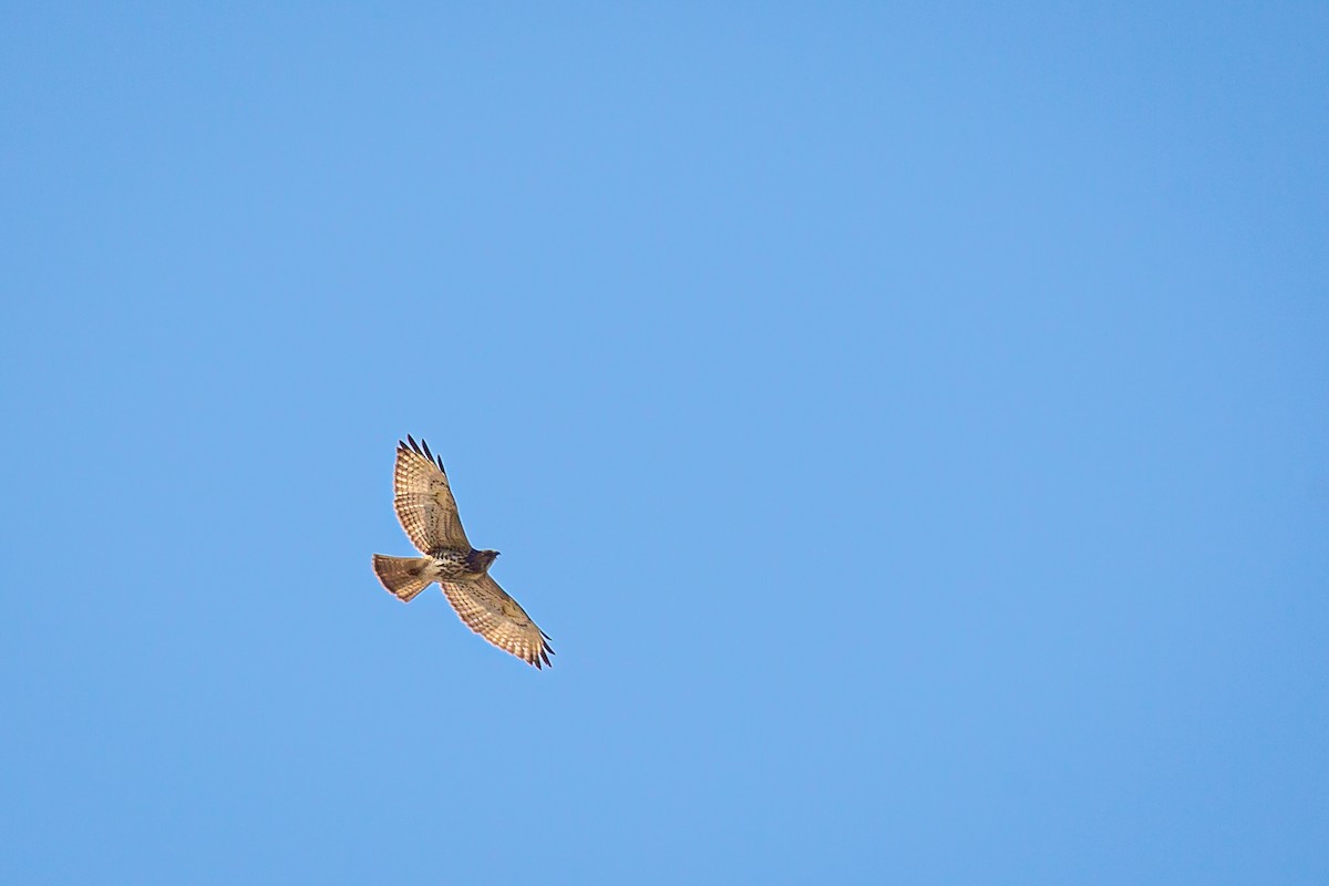 Broad-winged Hawk - ML646847097